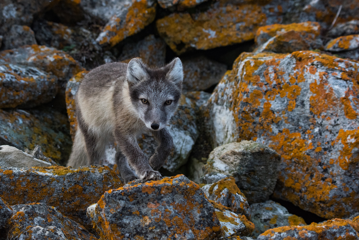 Автор фото: Григорий Цидулко, участник фотоконкурса РГО "Самая красивая страна"