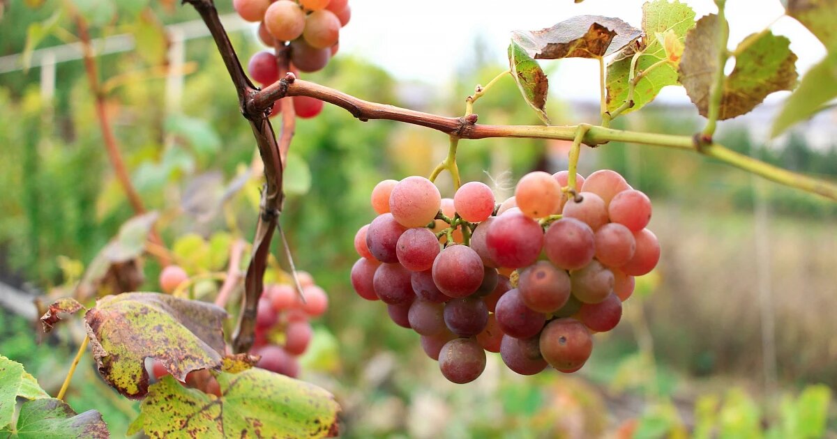 Фото: MAKSIM ZAVIKTORIN / Unsplash