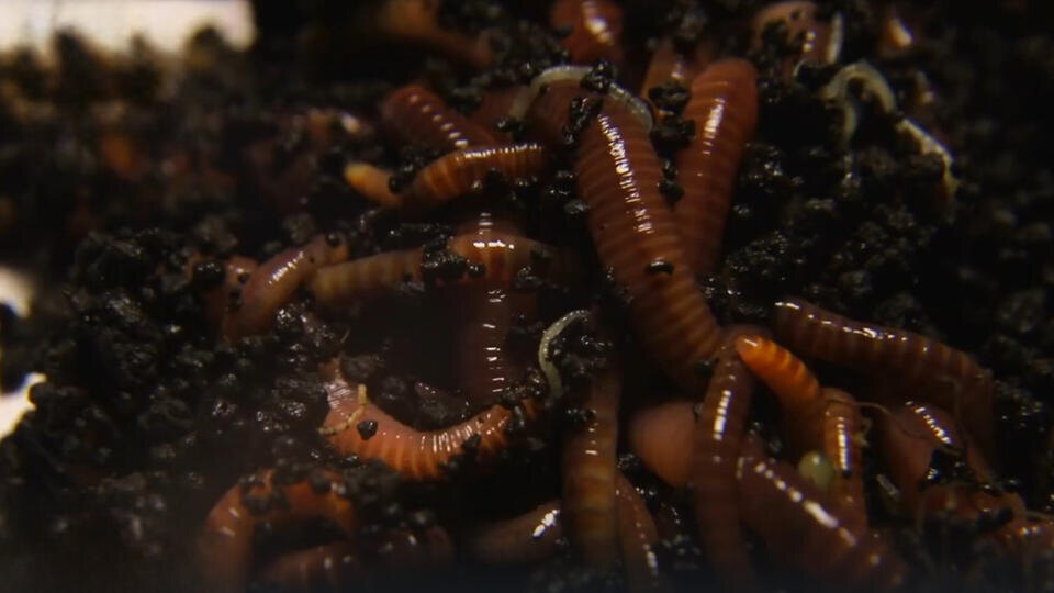 Фото: © Кадр из программы "Как устроен мир", РЕН ТВ