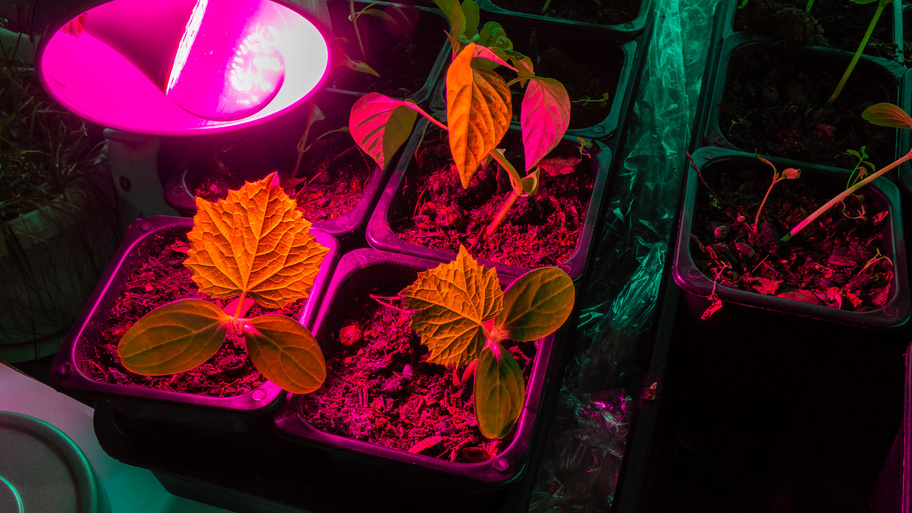 Обычная лампа светит ярче дорогой фитолампы