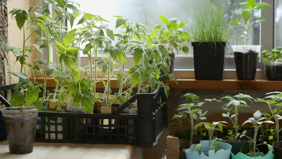 Разница в толщине стеблей заметна сразу