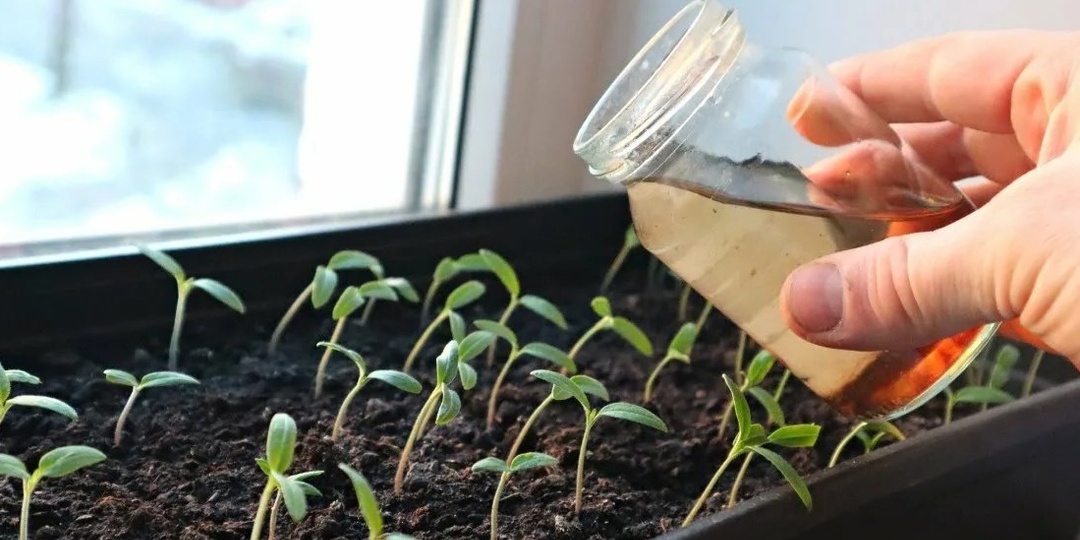 Поливаю рассаду томатов раз в 10 дней холодной водой. Стебли толстеют на глазах