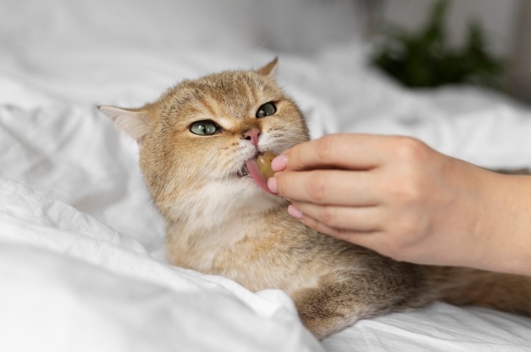 Гастрит у кошек