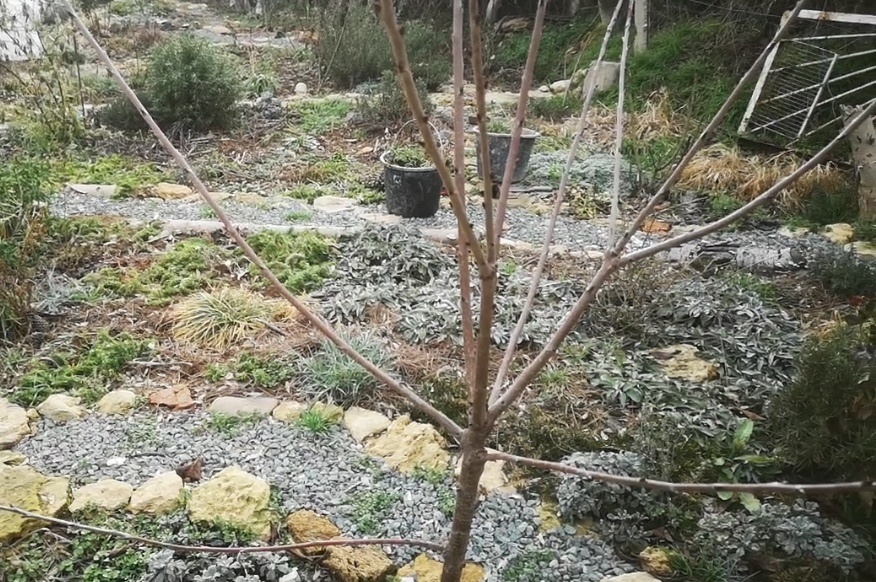 Моя черешня из крупноплодных, сорт не помню