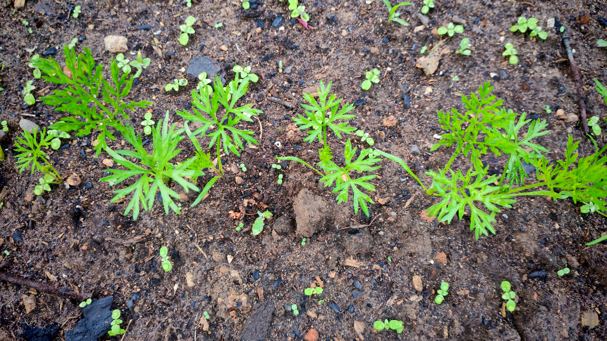 Всходы моркови