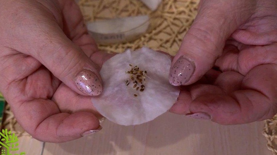 Замочил семена моркови на 6 часов. Быстрая всхожесть удивила на 9 день