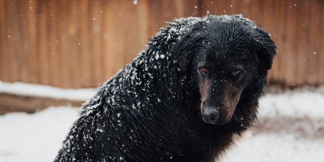 Забытый постоялец: в Сегеже волонтеры спасают оставленную в хостеле собаку