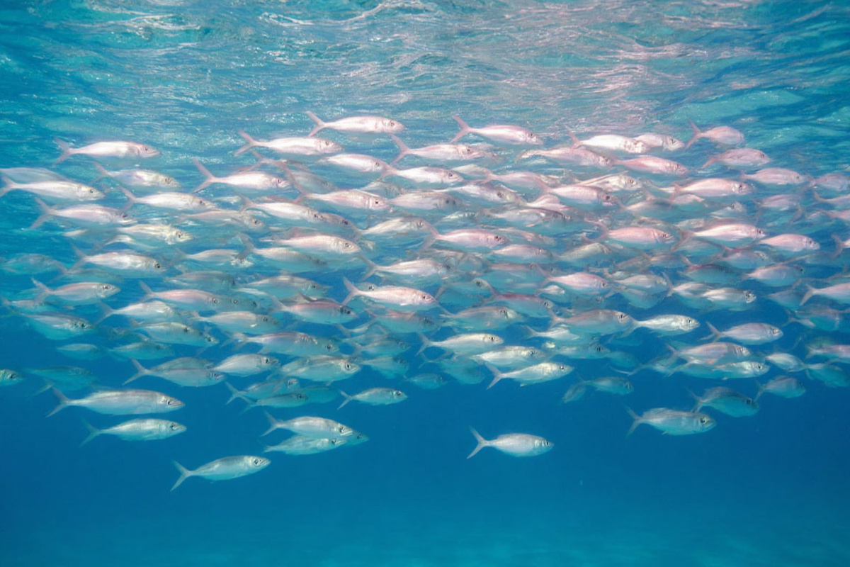    Фото: Коллаж RuNews24.ru