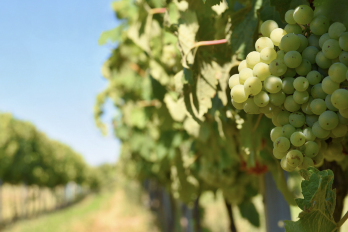    montypeter / ru.freepik.com