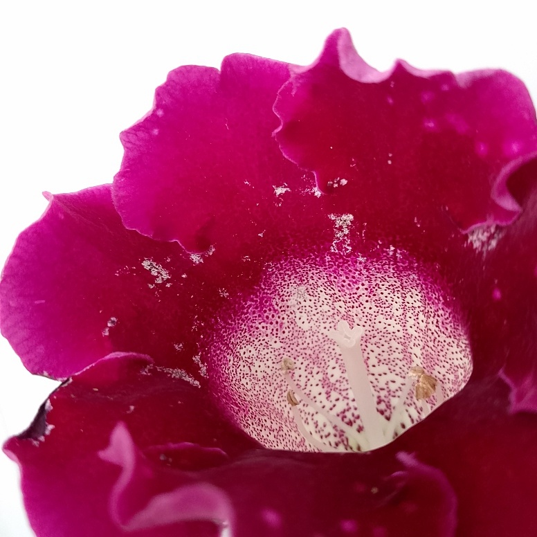 Если вот такие белесые следы, это не необычная окраска, а всего лишь деятельность трипсов - погрызли колокольчик