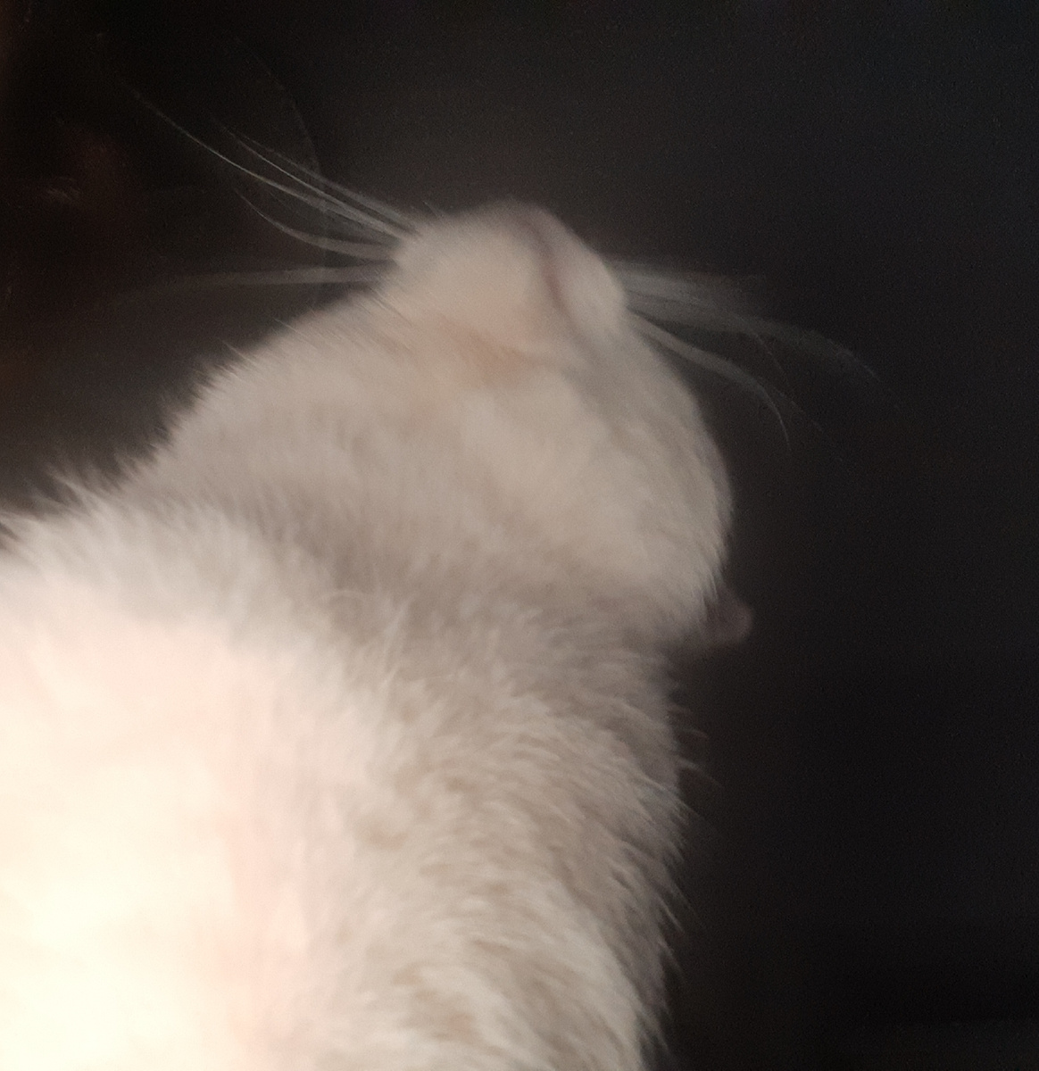 Ку-ка-рекуууу-кукареку, всех лентяев кину в  реку!!! А кто рано встанет - тот звезду достанет!