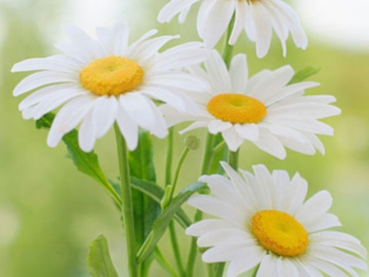 Судьбой обещанная -1