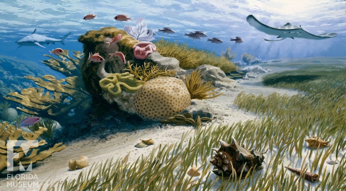    Богатая морская жизнь миоцена существовала в условиях более высокого содержания кислорода в воде, чем сегодня. Хотя судя по закону Генри все и должно быть наоборот / © Robert Barber