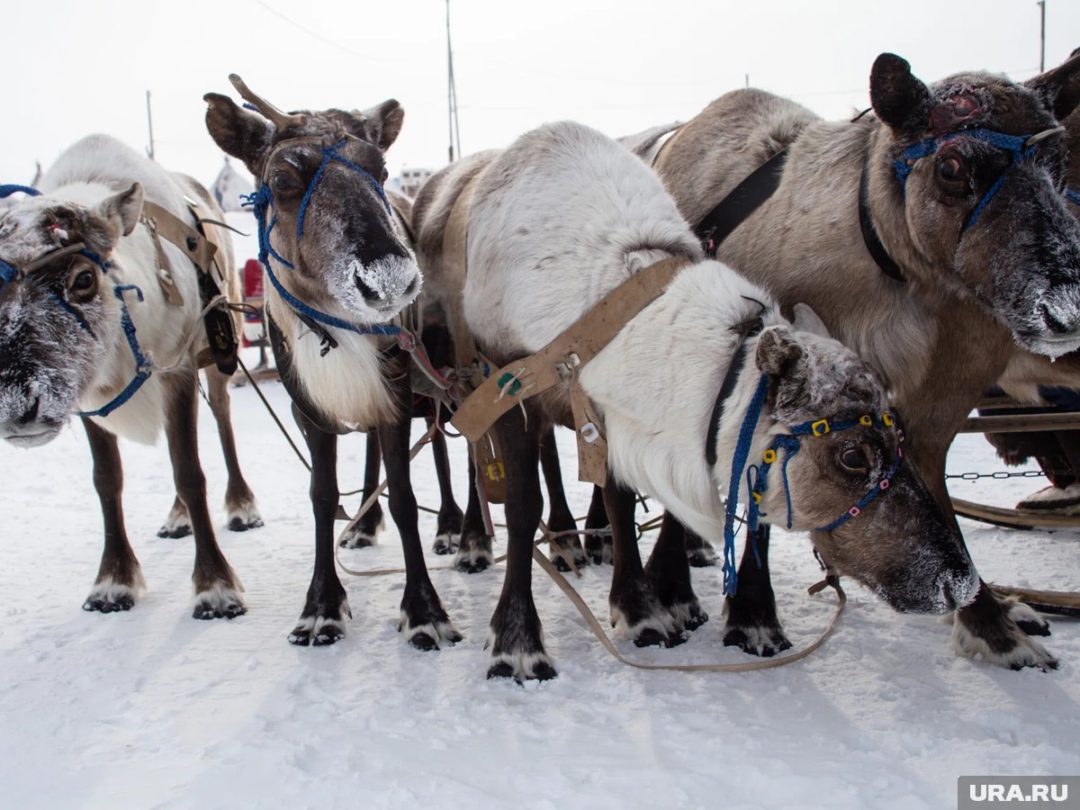     Праздник состоится в 26 городах округа