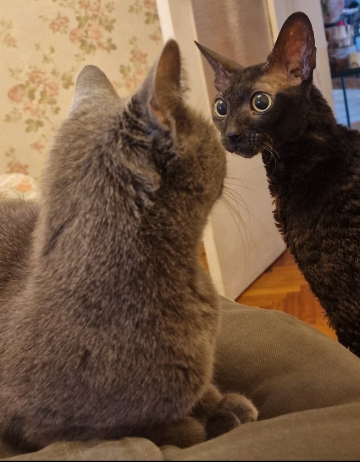  Когда уже всё вроде-бы "порешали" и места на хозяине распределили, но тут серая опять что-то мяукнула...