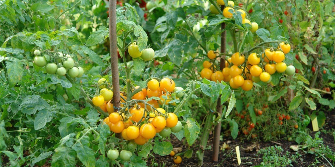 КАРЛИКОВЫЕ ТОМАТЫ В ОТКРЫТОМ ГРУНТЕ