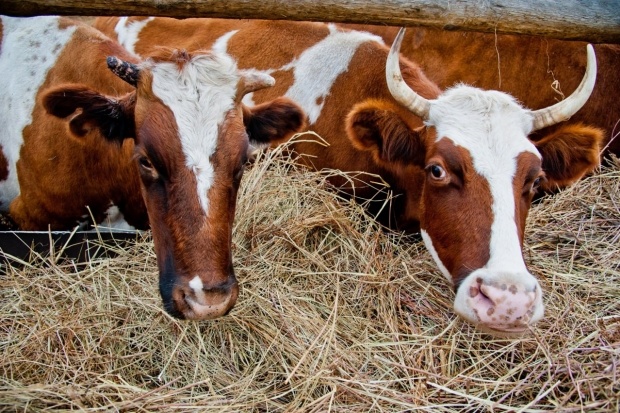 В Волгоградской области скот обеспечен кормом на весь зимний период