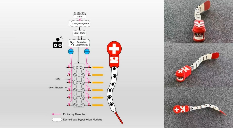   Xiangxiao Liu et al. / Science Robotics, 2026