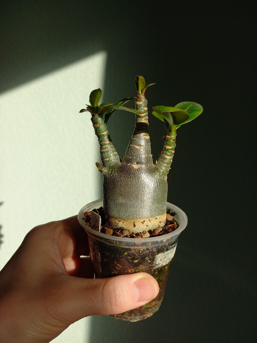 Любовь к каудексным у меня началась после выращивания Адениумов. Фото Екатерины Орловой