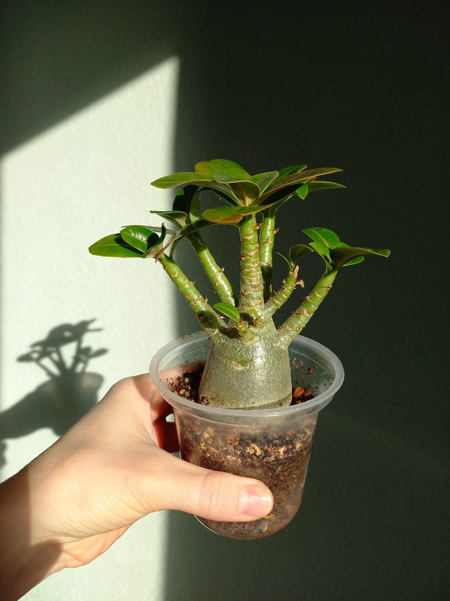 Любовь к каудексным у меня началась после выращивания Адениумов. Фото Екатерины Орловой