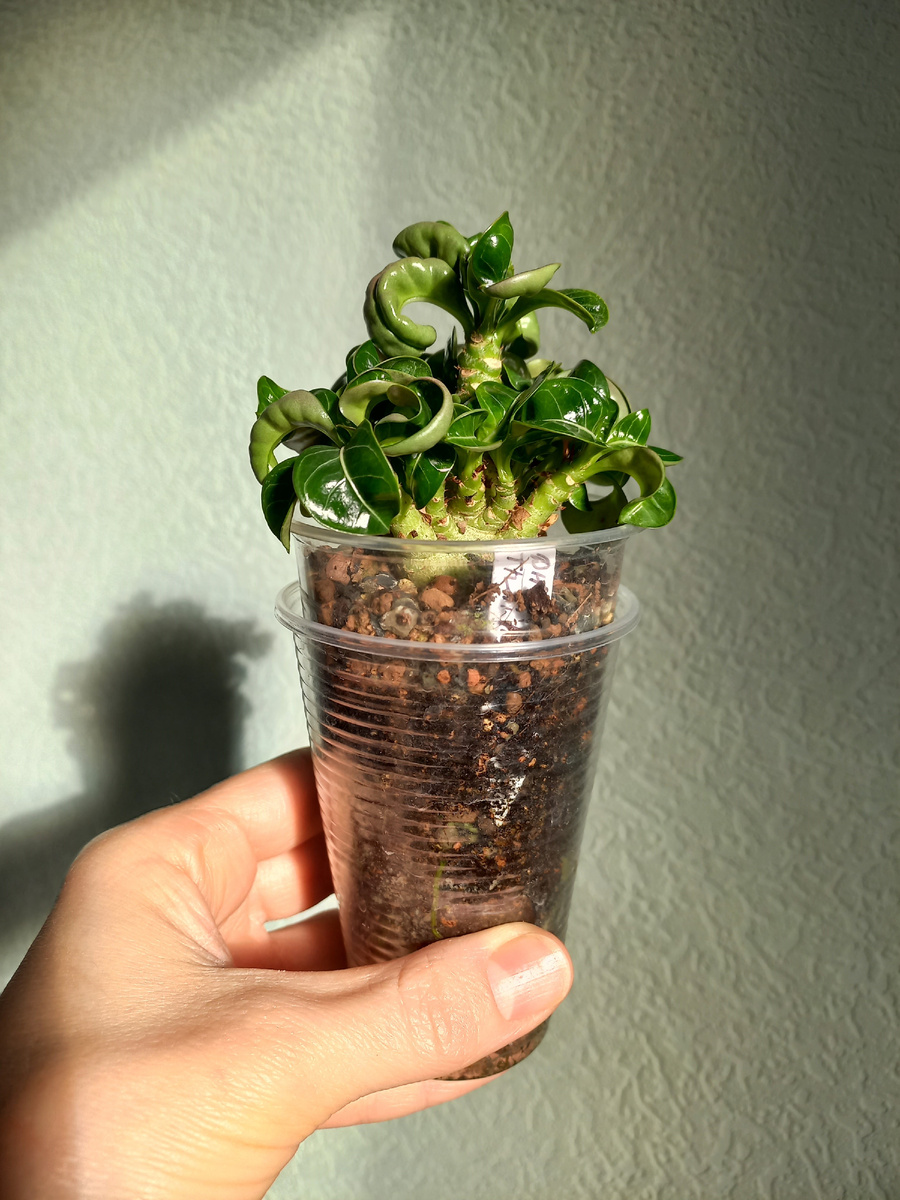 Любовь к каудексным у меня началась после выращивания Адениумов. Фото Екатерины Орловой