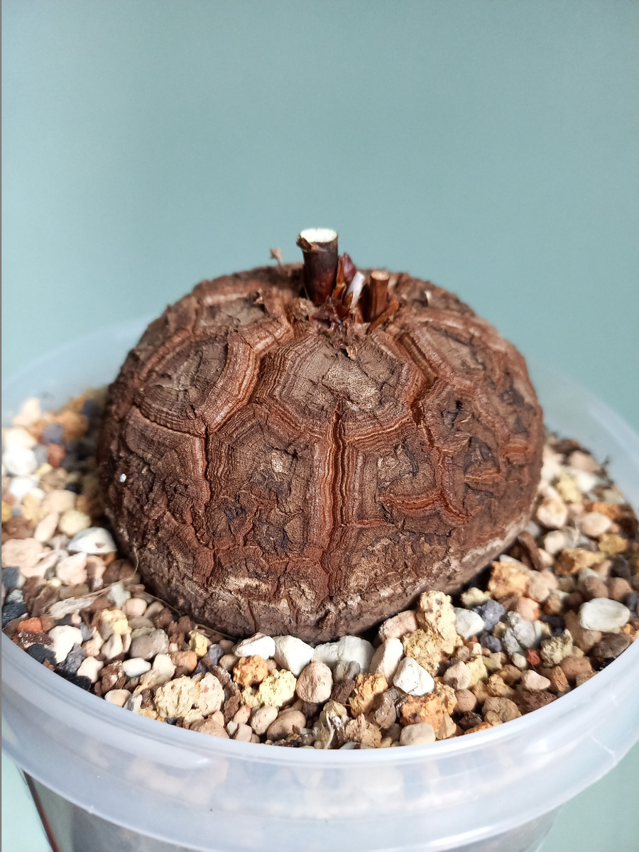 Диоскорея слоновая (Dioscorea elephantipes). Фото Екатерины Орловой