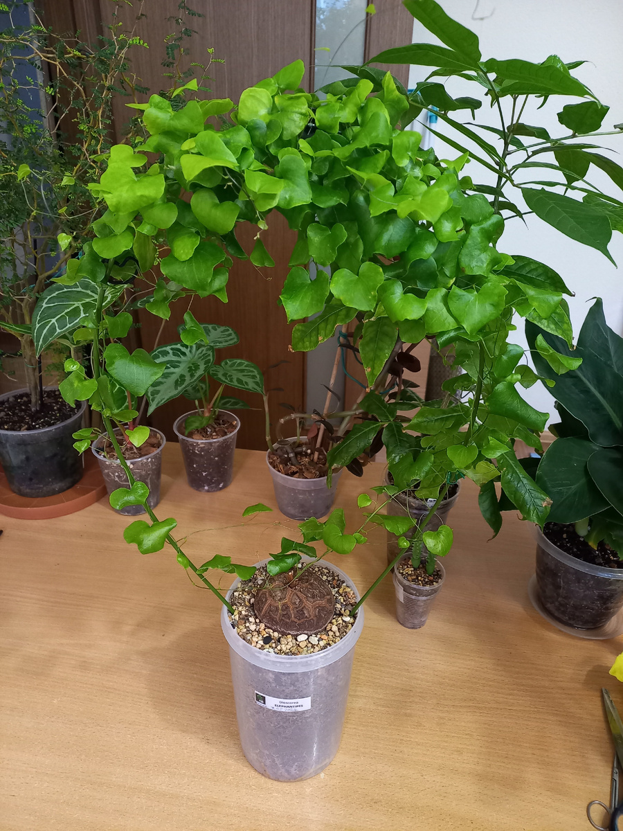 Диоскорея слоновая (Dioscorea elephantipes).Фото Екатерины Орловой