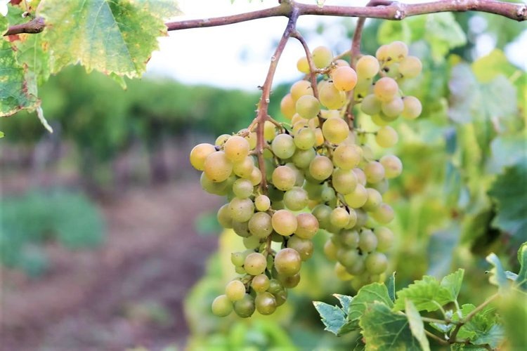    Фото: Пресс-служба Администрации Краснодарского края