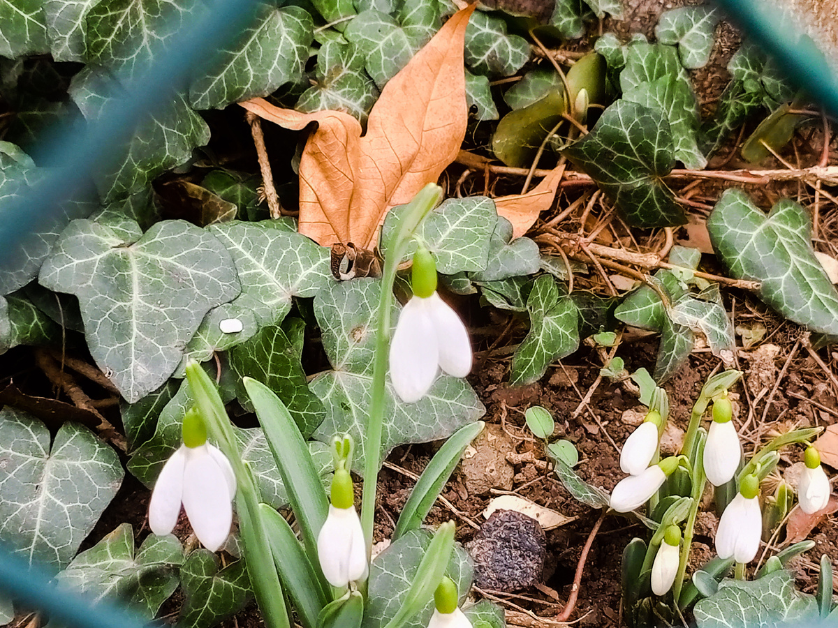 Подснежники