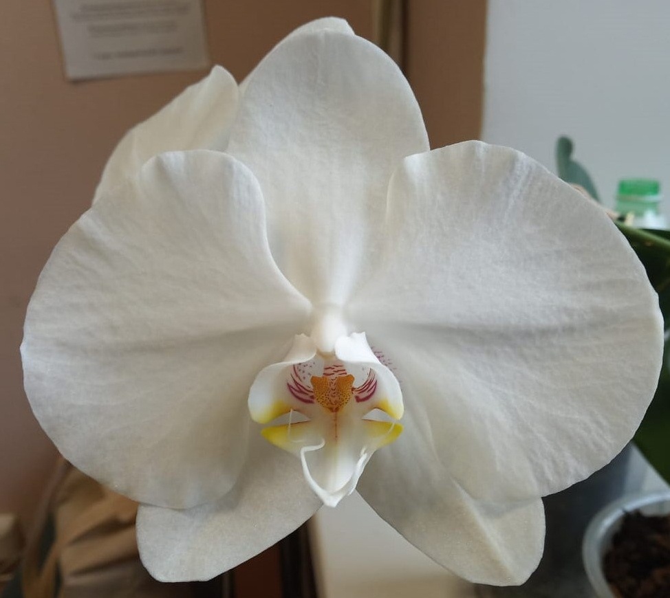 Первое домашнее цветение