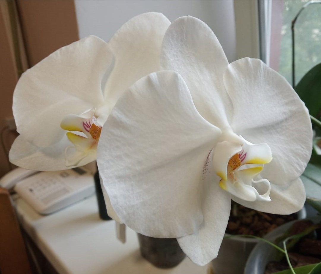 Первое домашнее цветение