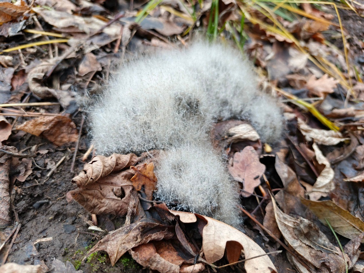 Phycomyces blakesleeanus – Фикомицес Блексли гриб из порядка Мукоровые (Mucorales)