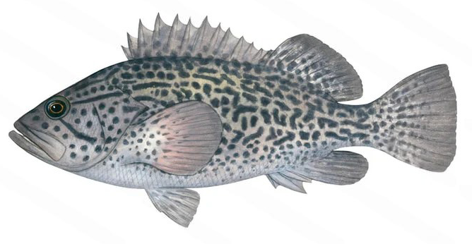 Acanthistius pardalotus