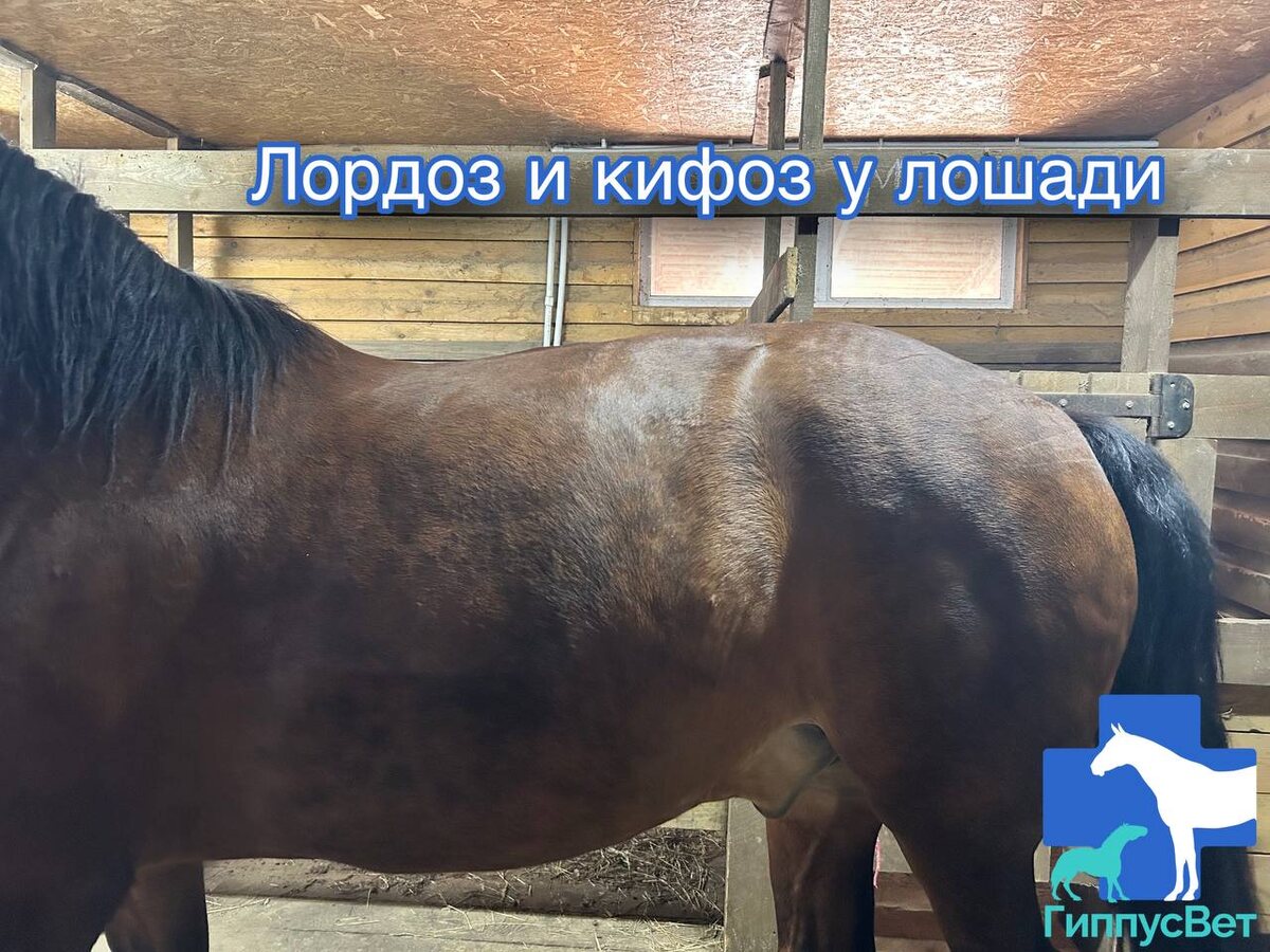 Фото из практики ветеринарной команды Гиппус Вет (телеграм hippusvet). Кифоз у лошади.