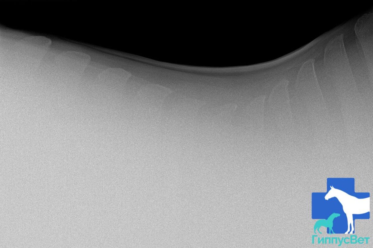 Фото из практики ветеринарной команды Гиппус Вет (телеграм hippusvet). Грудной отдел лошади, рентген. 