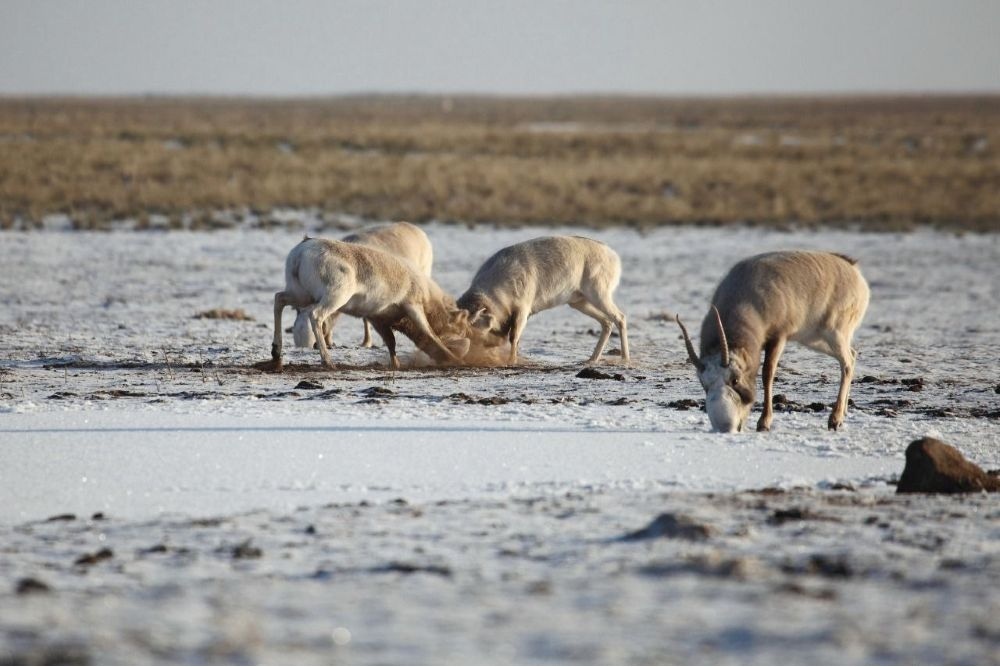    Сайгаки, которых все чаще встречают астраханцы в городской черте, пришли из Казахстана в связи с сезонной миграцией, вызванной обильными снегопадами / Астраханский заказник "Степной"