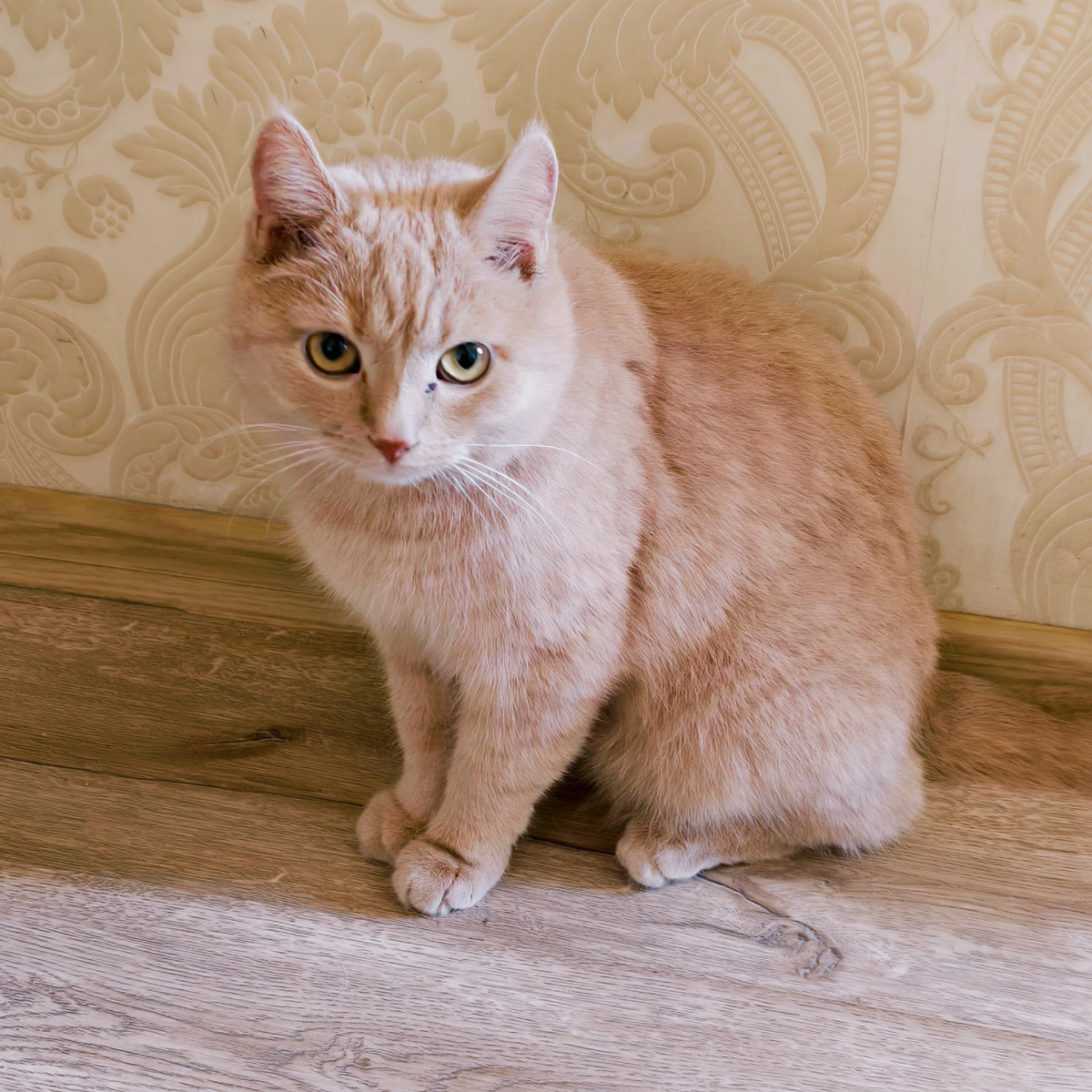 Кот "Персик"