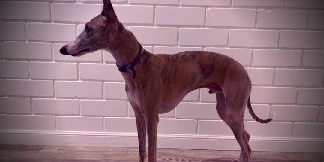 5 пород собак, которые идеально подходят для квартиры: кинолог назвал неожиданных лидеров