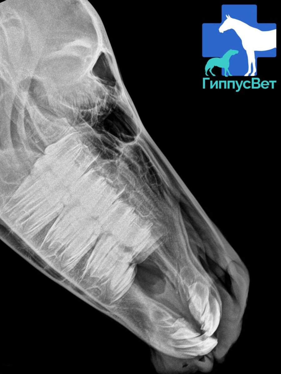 Фото из практики ветеринарной команды Гиппус Вет (телеграм hippusvet).
