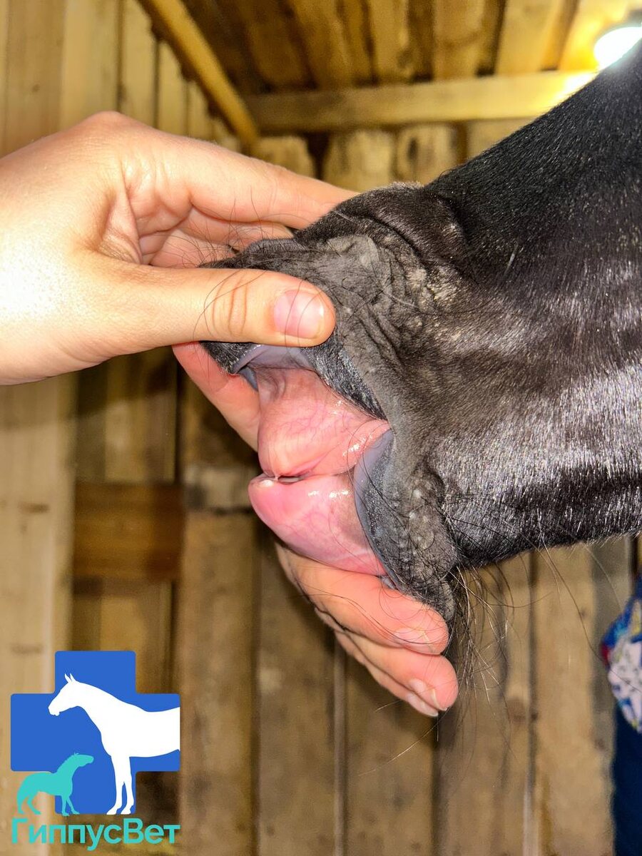 Фото из практики ветеринарной команды Гиппус Вет (телеграм hippusvet).