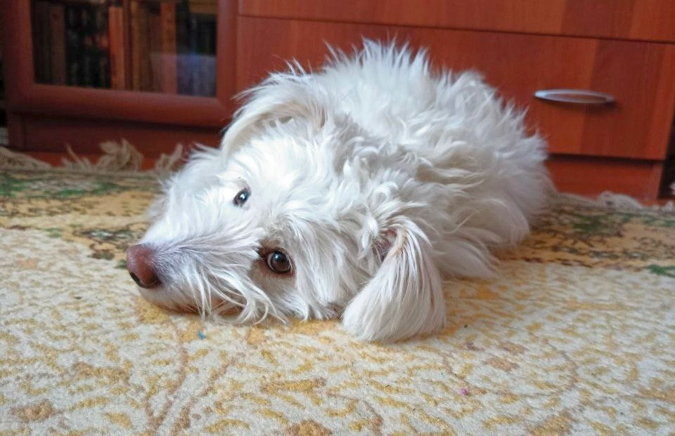 Жизнь прекрасна. Только иногда бывает скучно