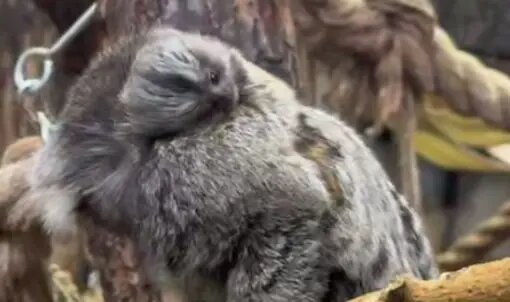    Фото: скриншот из видео пресс-службы Ленинградского зоопарка.