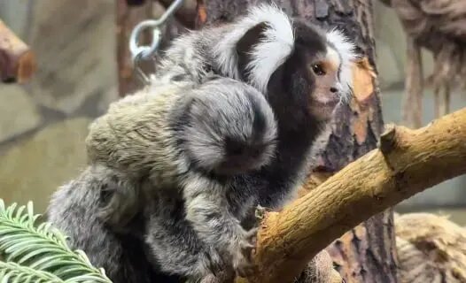    Фото: скриншот из видео пресс-службы Ленинградского зоопарка.
