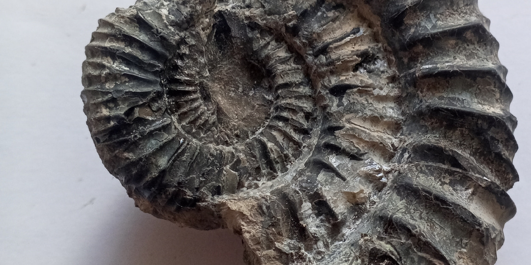 Кимеридж нашли в Самаре