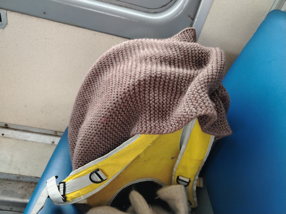 Вернула переноску в свой шарф, чтобы смягчить морозы. 