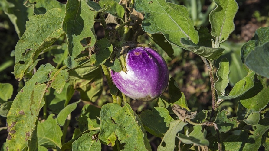 Так выглядел мой "урожай" до 2021 года - горстка недозрелых плодов