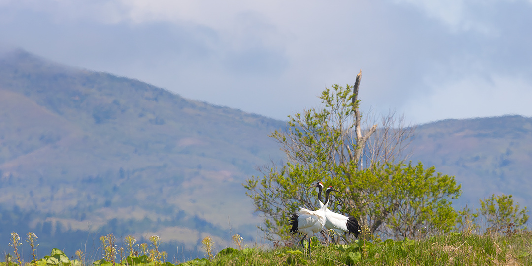 Наш новый фильм "Птицы Кунашира". Приглашаем на премьеру