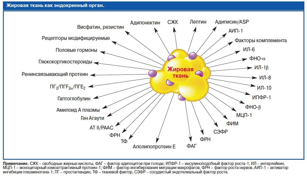 Избыточная жировая ткань синтезирует не только факторы воспаления, но и гормоны