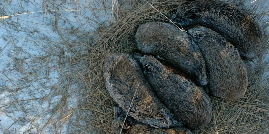 Заповедный дайджест. Январь 2026