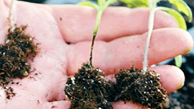 Защищаю рассаду от черной ножки дешевыми средствами. Работает за 3 дня без химии